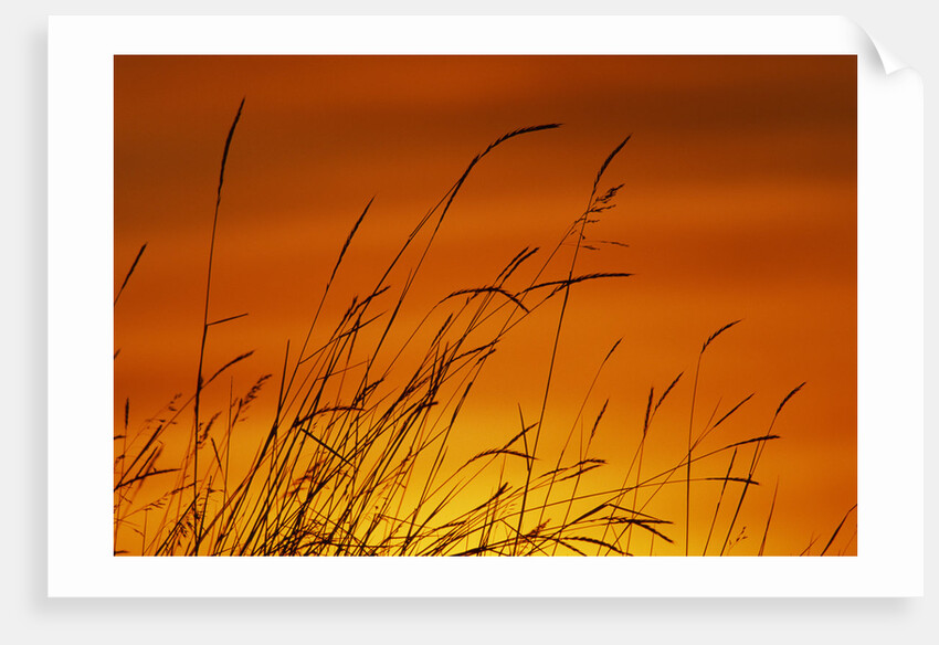 Grass Stalks Against Sunset Sky by Anonymous