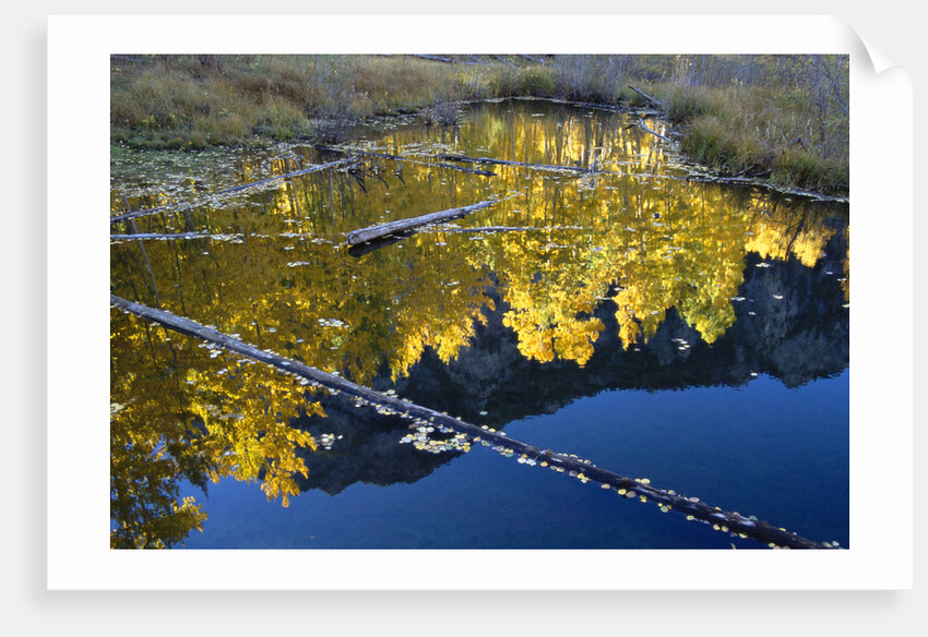 Beaver Pond and Reflection of Golden Aspens by Anonymous