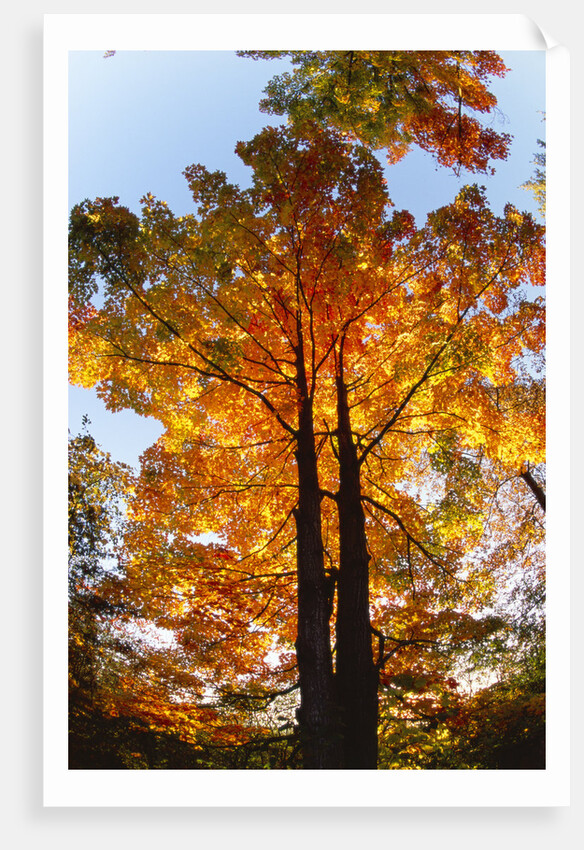 Sugar Maple Glowing in Fall Colors by Anonymous