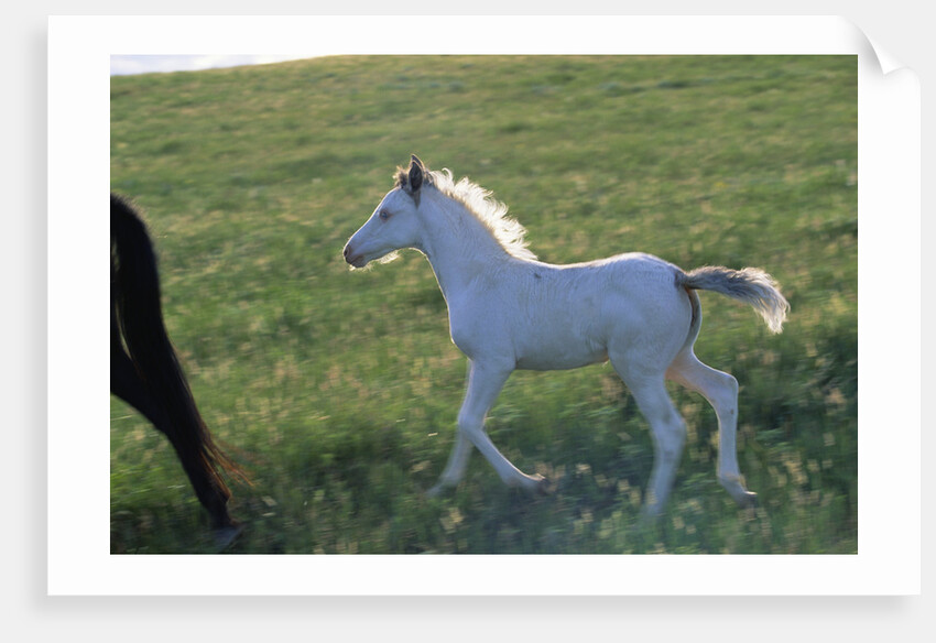 White Spanish Mustang Foal Running to His Mare by Anonymous