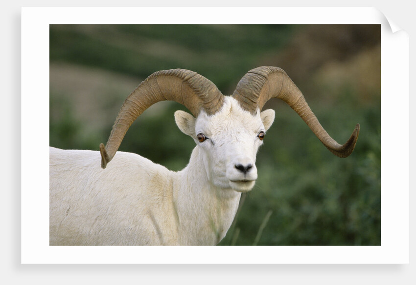 Dall Sheep Ram With Large Horns by Anonymous