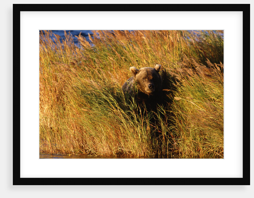 Female Brown (Grizzly) Bear in Tall Grass by Anonymous