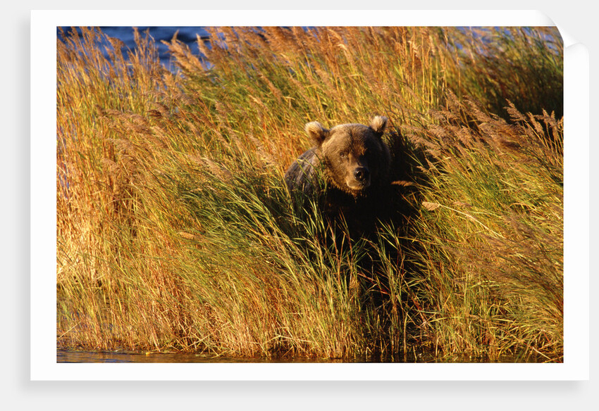 Female Brown (Grizzly) Bear in Tall Grass by Anonymous