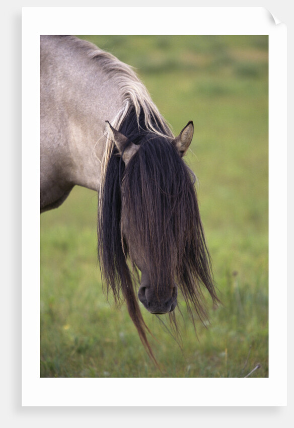Spanish Mustang Stallion with Long Mane Over Eyes by Anonymous