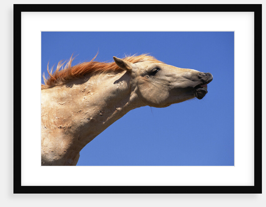 Wild Palomino Mustang Stallion Sniffing Air by Anonymous