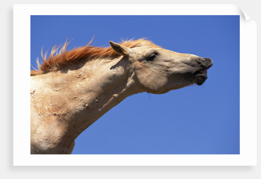 Wild Palomino Mustang Stallion Sniffing Air by Anonymous