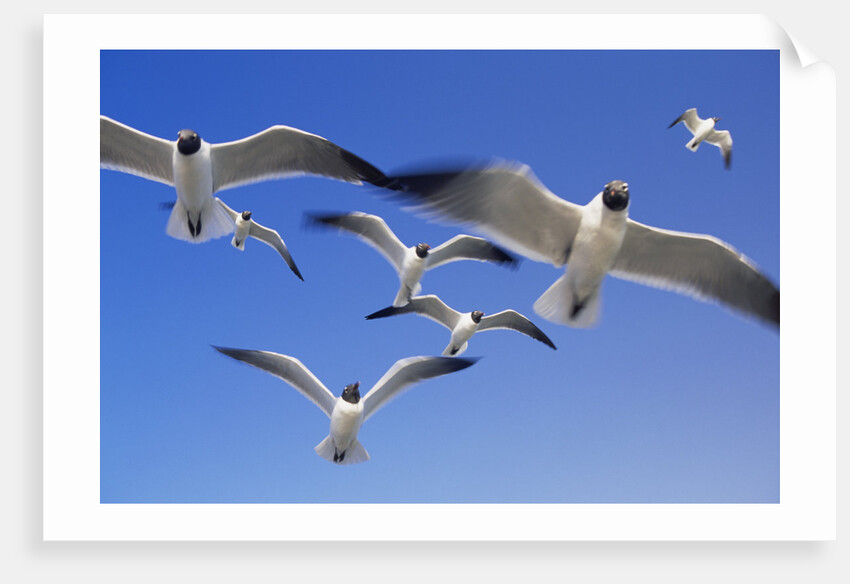 Laughing Gulls Flock in Flight by Anonymous