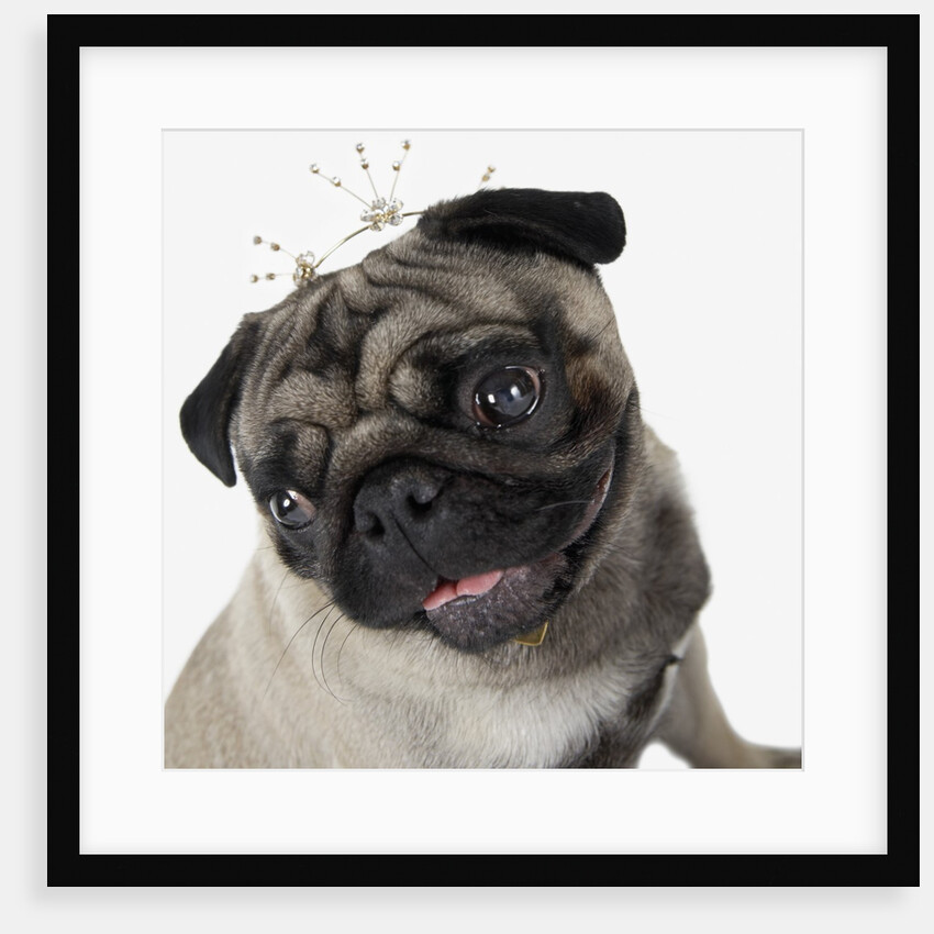 Pug Wearing Tiara by Anonymous