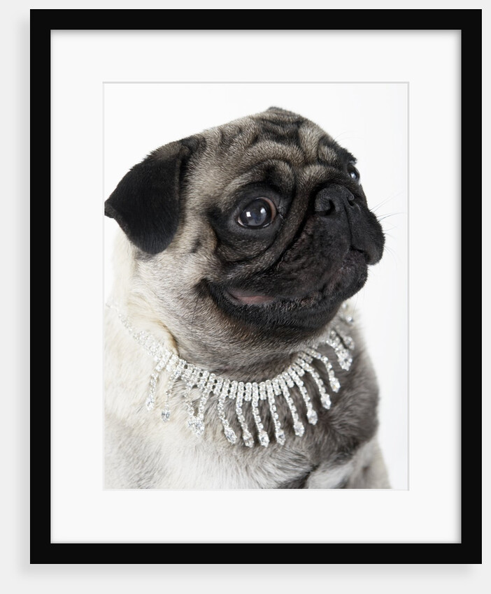 Pug Wearing Pearl Necklace by Anonymous