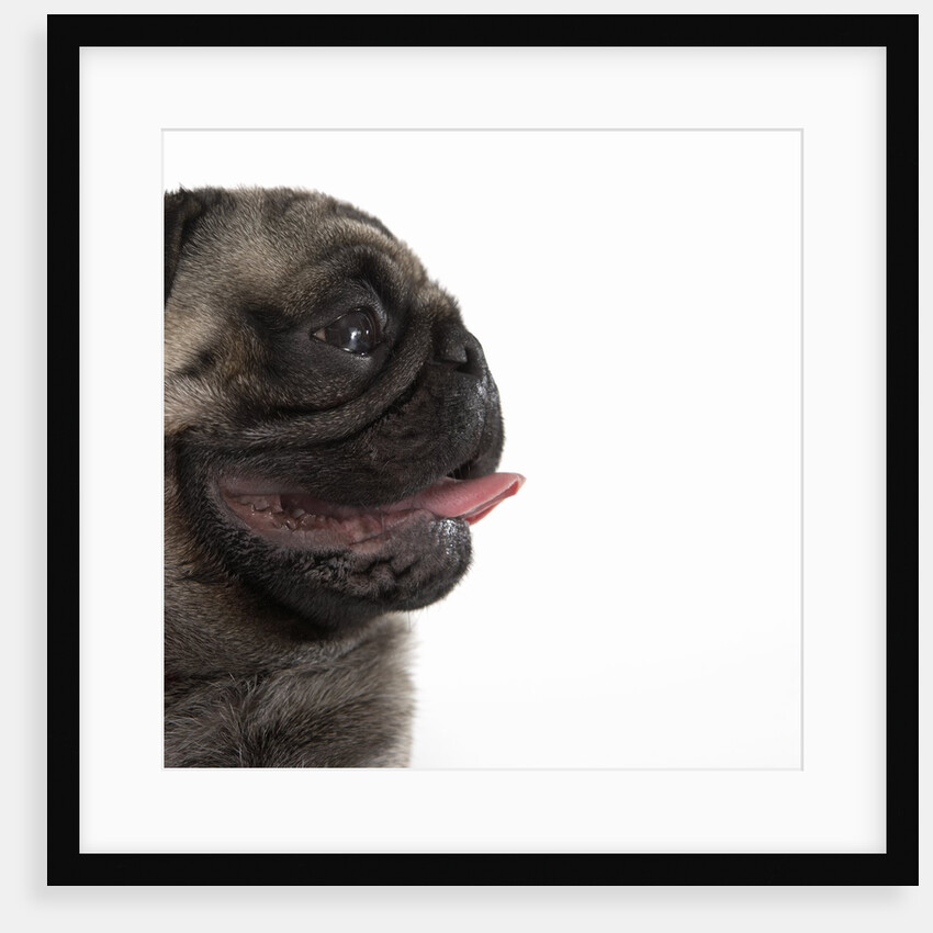 Pug Panting by Anonymous