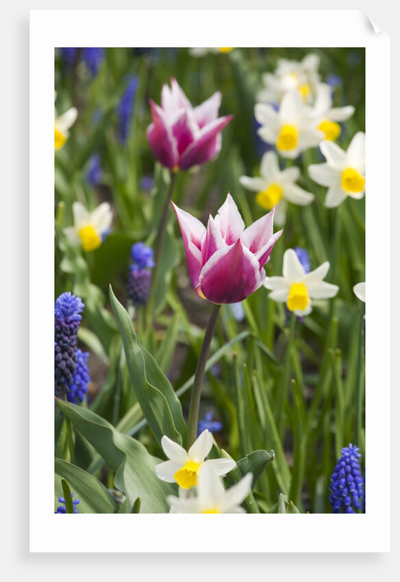 Mixed Spring Bulbs by Anonymous