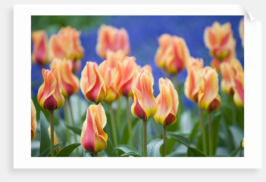 Tulipa 'Mary Ann' by Anonymous