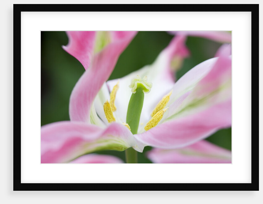 Tulipa 'Virichic' by Anonymous