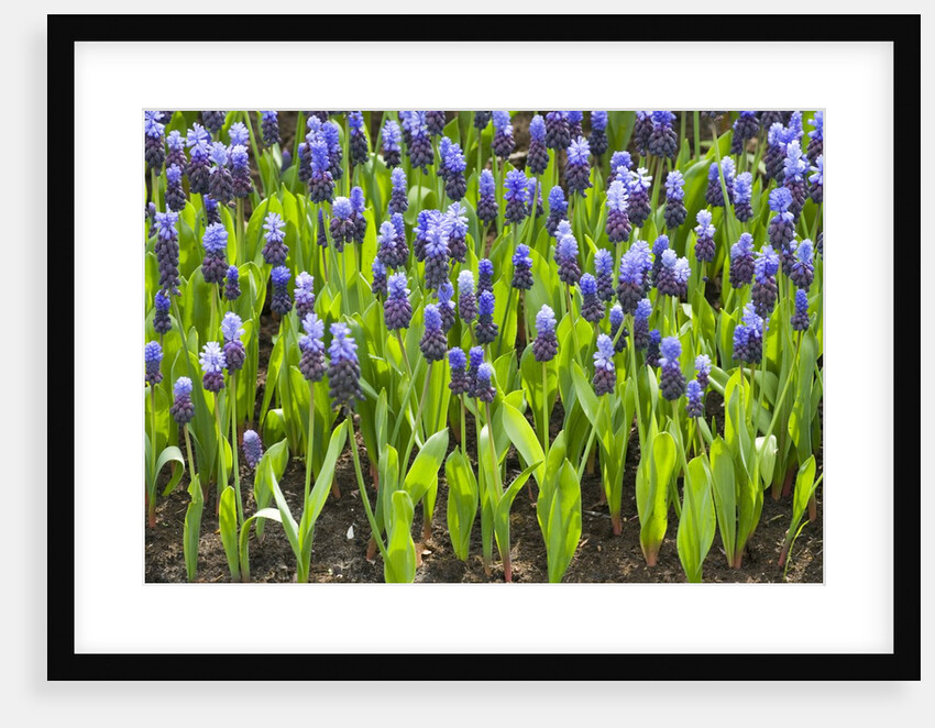 Grape Hyacinth by Anonymous
