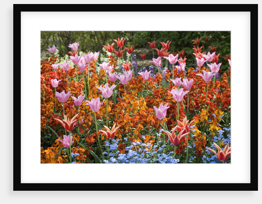 Colorful Flowers in St. James's Park by Anonymous
