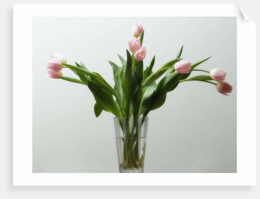 Flower Arrangement by Anonymous