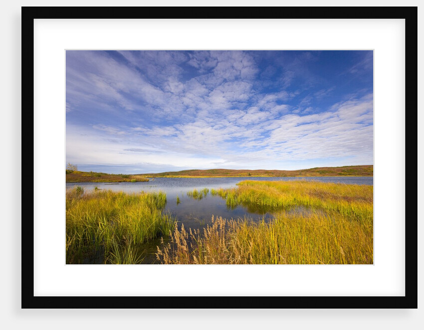 Tundra Marsh by Anonymous