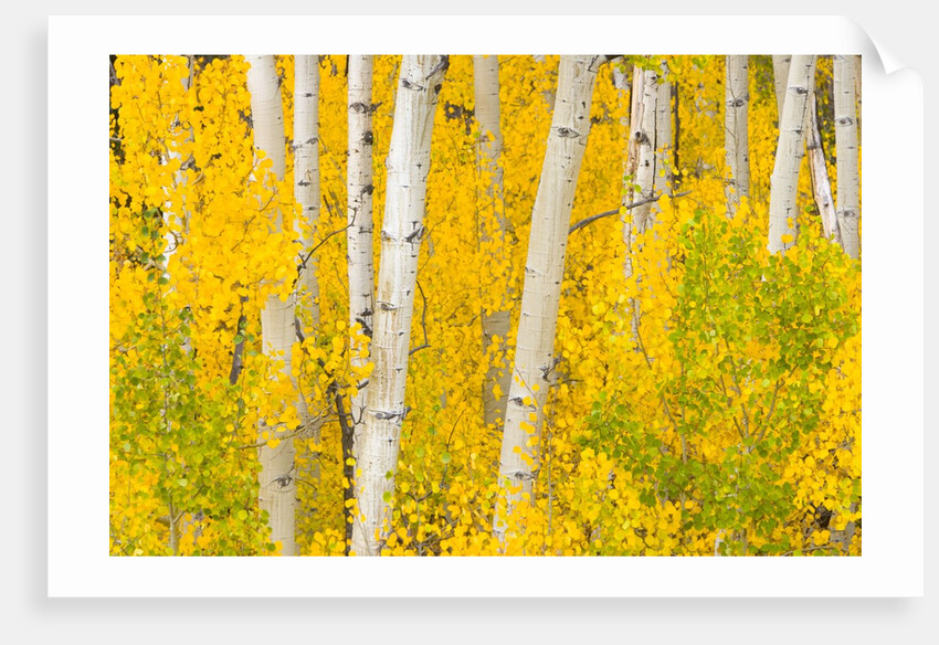 Trees and Autumn Foliage by Anonymous