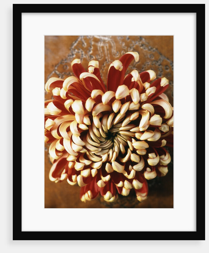 Chrysanthemum by Anonymous