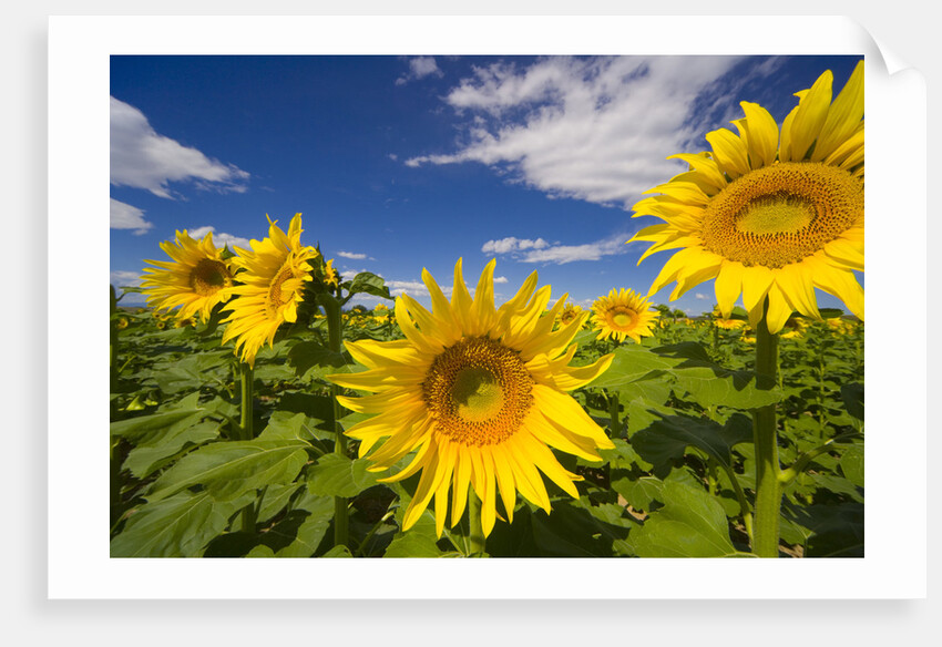Field of Sunflowers by Anonymous