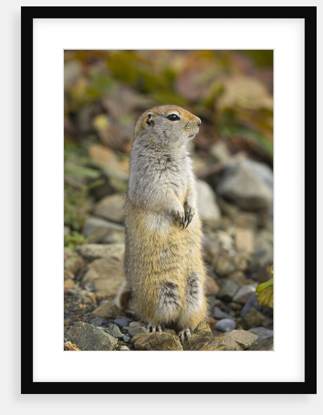 Black Tailed Prairie Dog by Anonymous