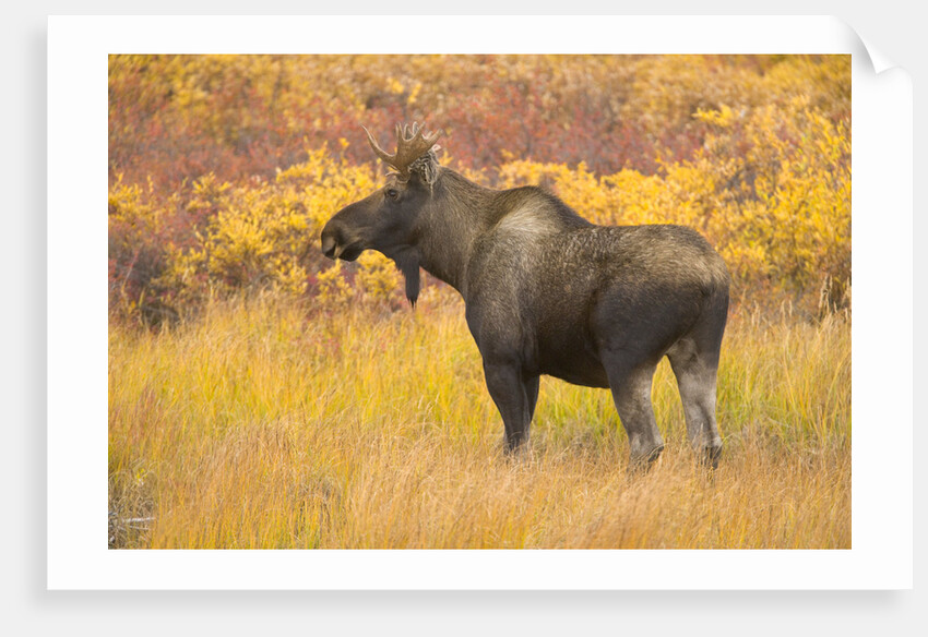 Young Bull Moose Standing in Tundra by Anonymous