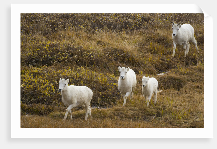 Family of Dall Sheep in Tundra by Anonymous