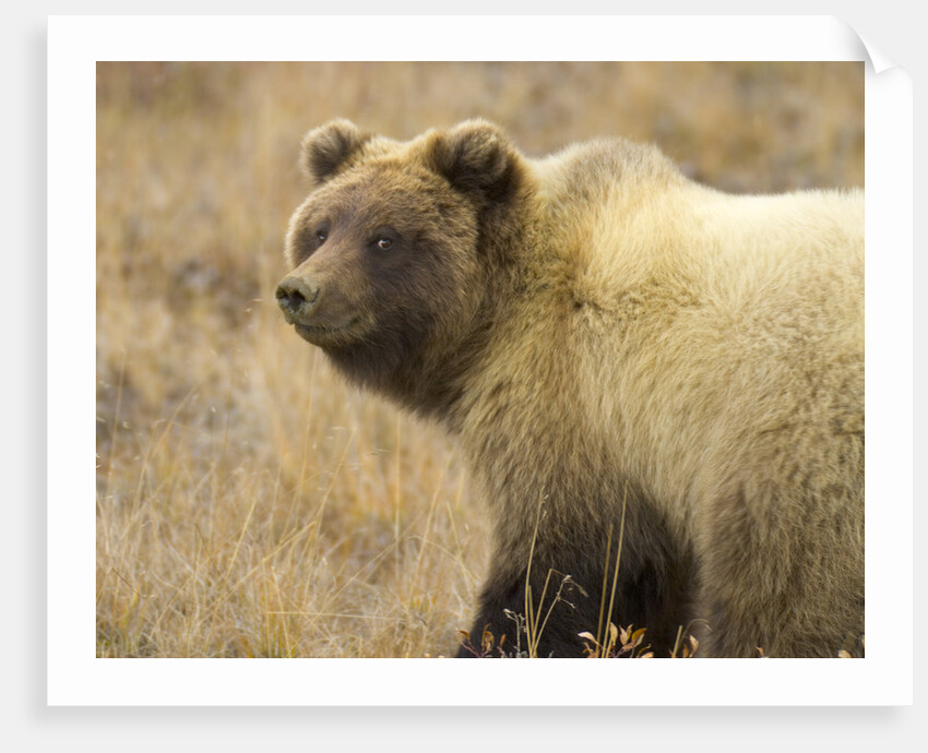 Grizzly Bear Cub in Tundra by Anonymous
