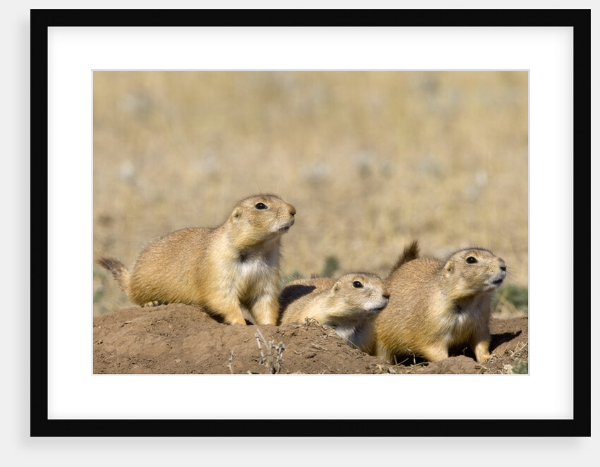 Black Tailed Prairie Dogs by Anonymous