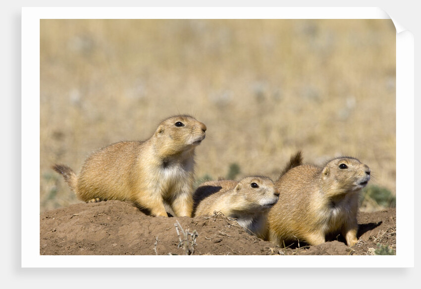Black Tailed Prairie Dogs by Anonymous