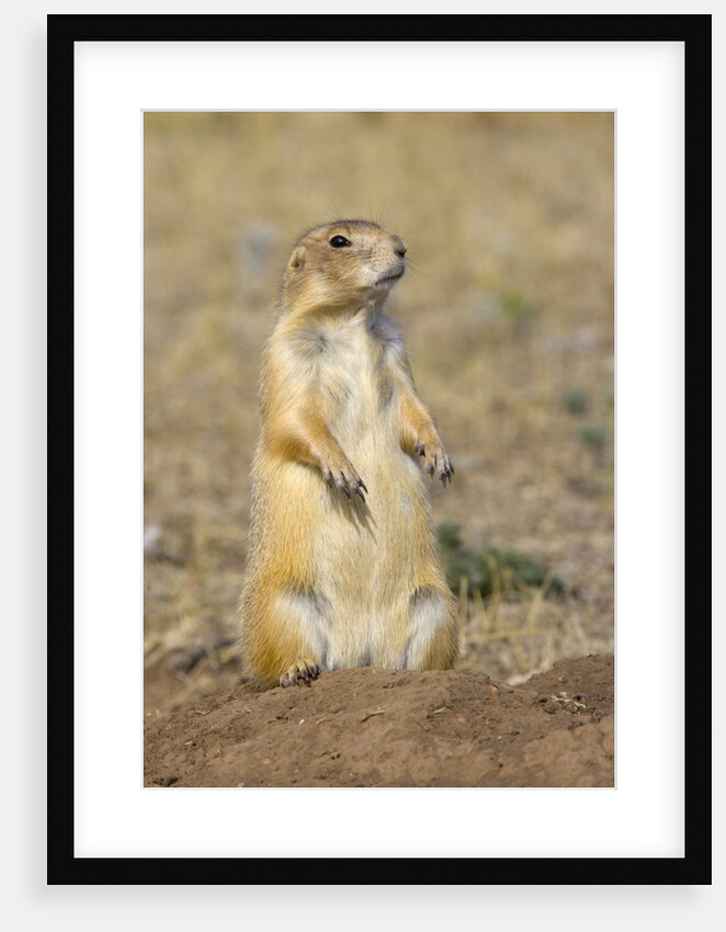 Black Tailed Prairie Dog by Anonymous