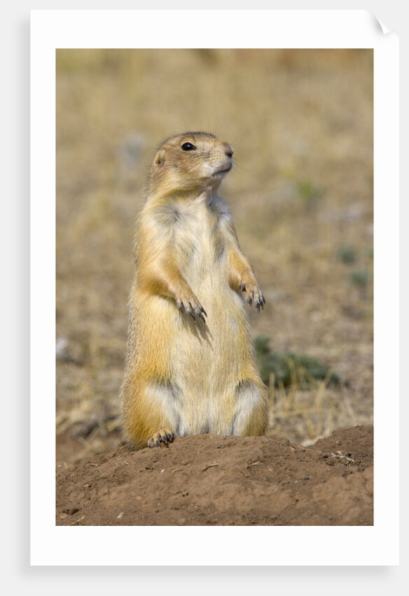 Black Tailed Prairie Dog by Anonymous