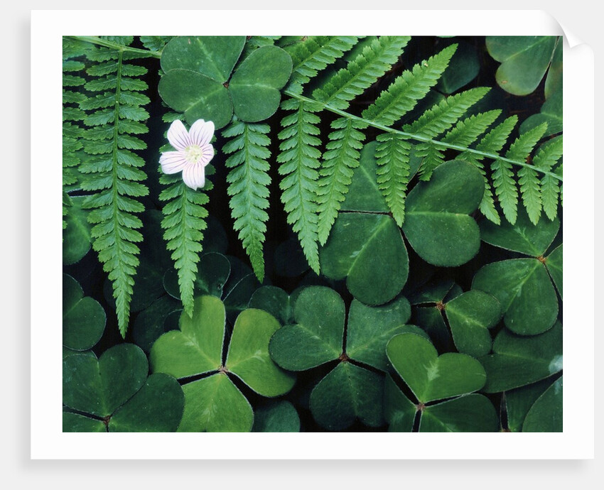 Redwood Sorrel and Bracken Fern by Anonymous