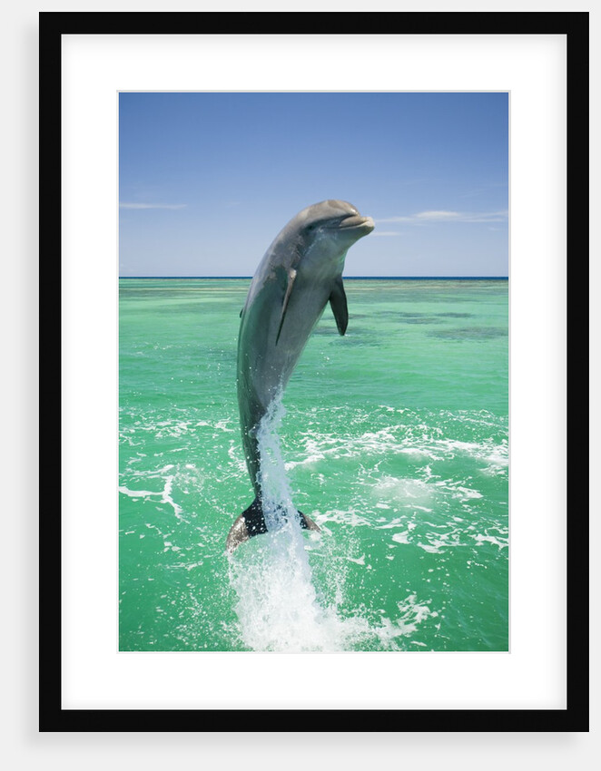 Jumping Bottlenose Dolphin by Anonymous