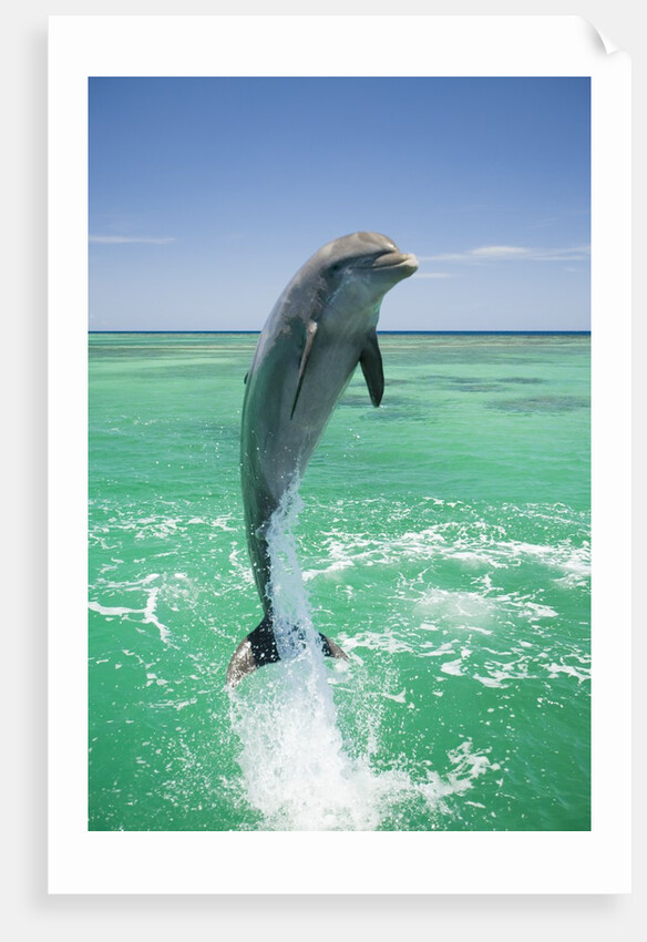 Jumping Bottlenose Dolphin by Anonymous