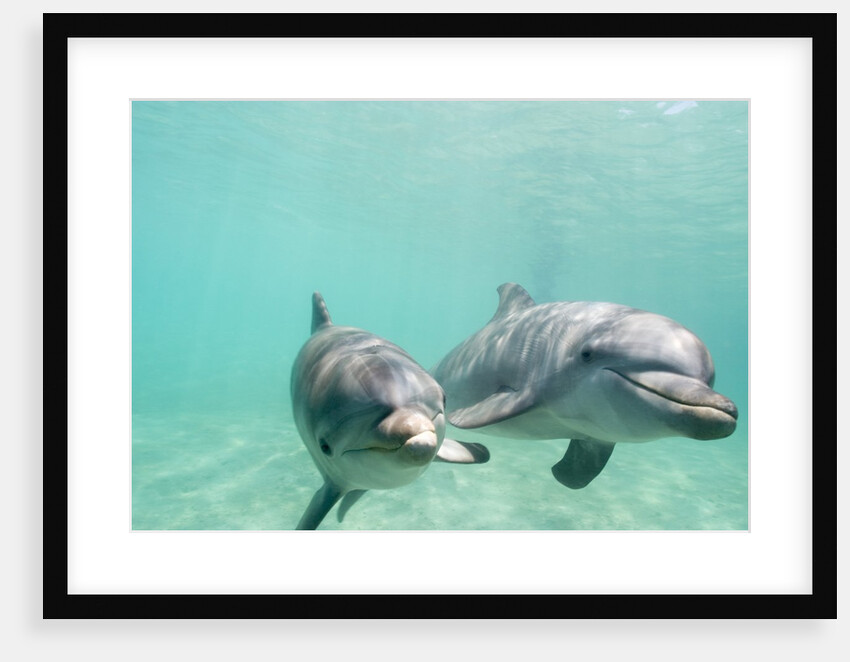 Bottlenose Dolphins by Anonymous