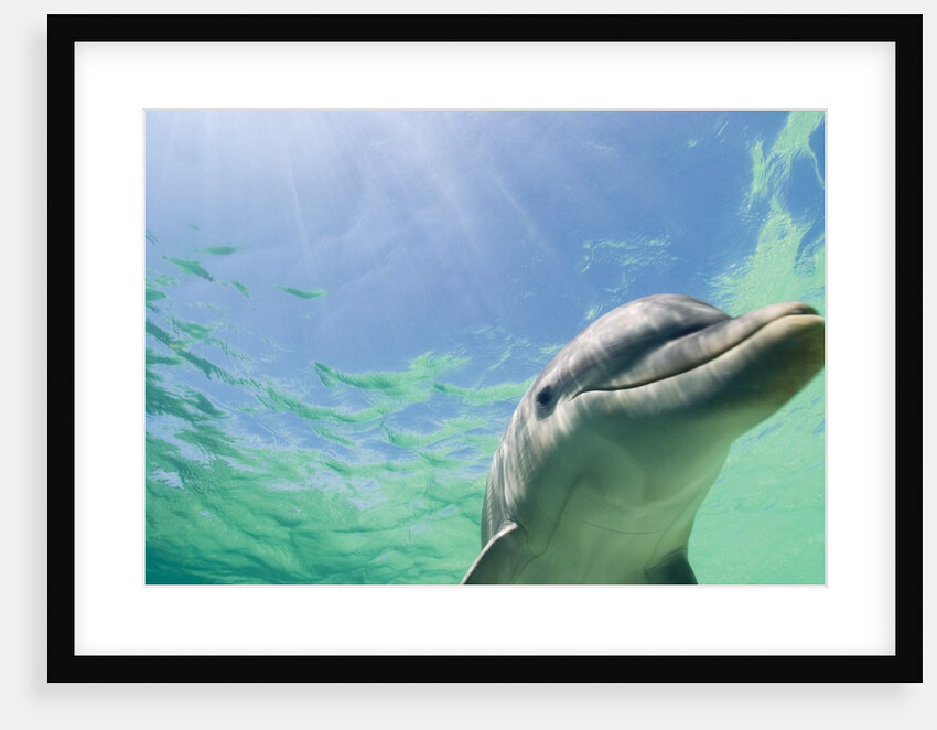 Bottlenose Dolphin by Anonymous