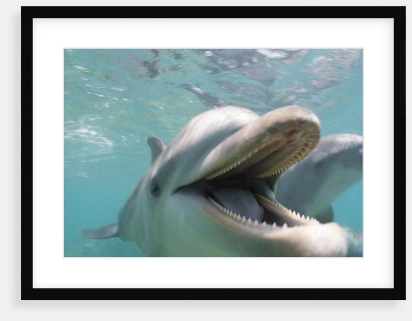Bottlenose Dolphin Opening Mouth by Anonymous