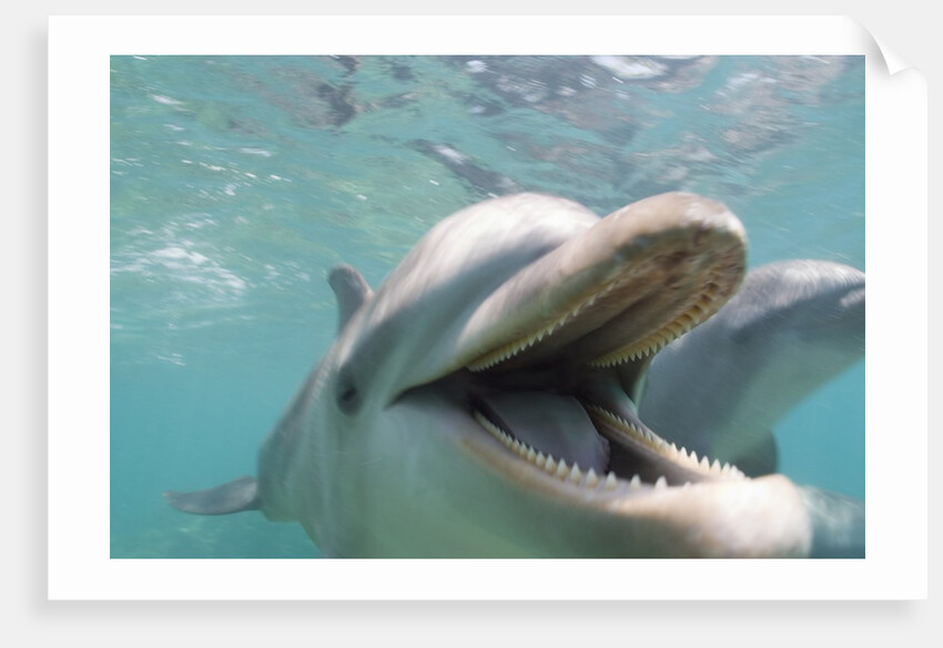 Bottlenose Dolphin Opening Mouth by Anonymous