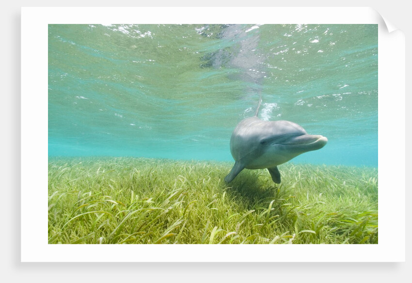 Bottlenose Dolphin by Anonymous