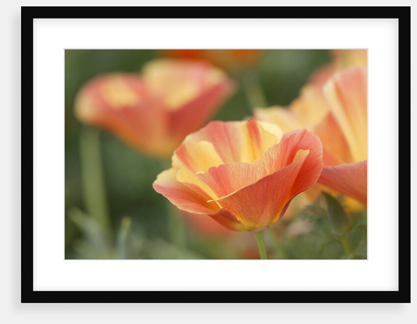 Mission Bells by Anonymous