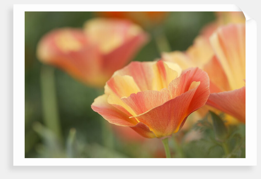 Mission Bells by Anonymous