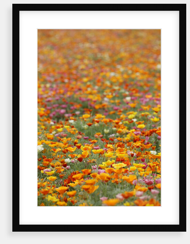 Field of Mission Bells by Anonymous