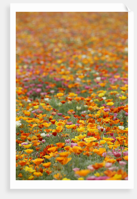 Field of Mission Bells by Anonymous