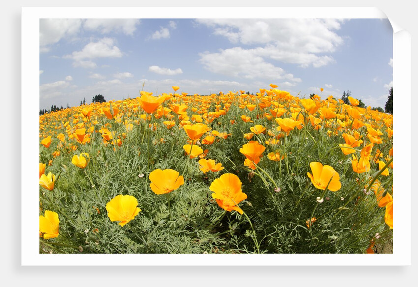 Field of California Poppies by Anonymous