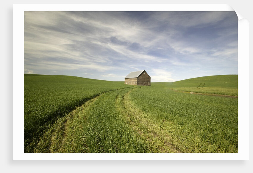 Old Barn in Wheat Field by Anonymous