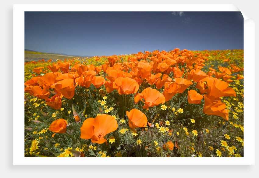 California Poppies by Anonymous