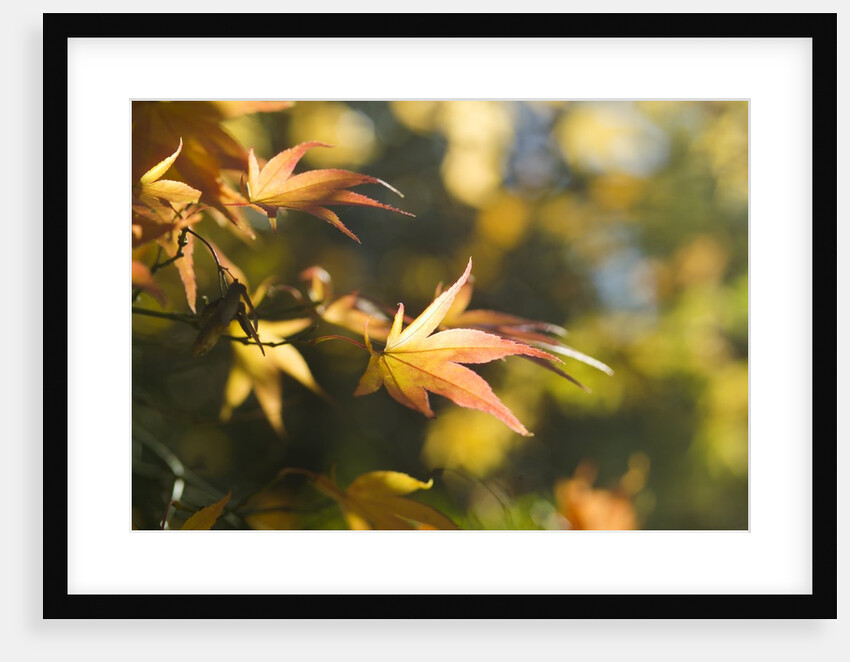 Japanese Maple Leaves in Autumn by Anonymous