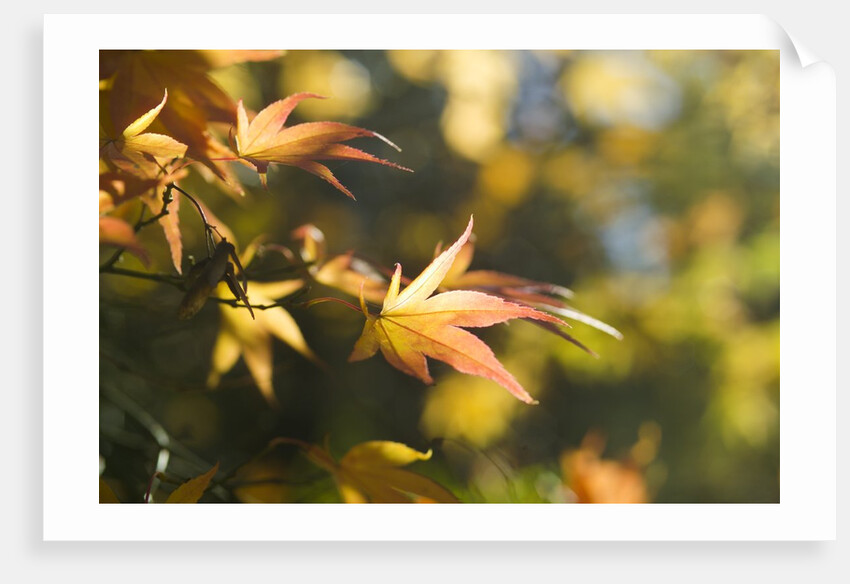 Japanese Maple Leaves in Autumn by Anonymous