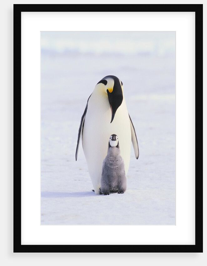 Emperor Penguin and Baby by Anonymous